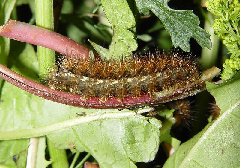 spilosoma-lutea