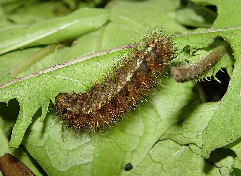 spilosoma-lutea