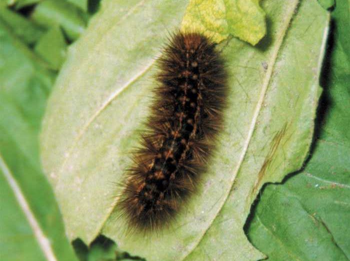 spilosoma-lutea