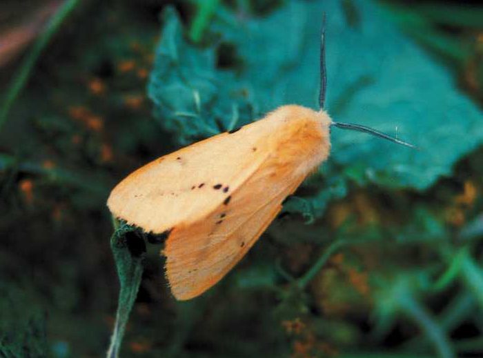 spilosoma-lutea