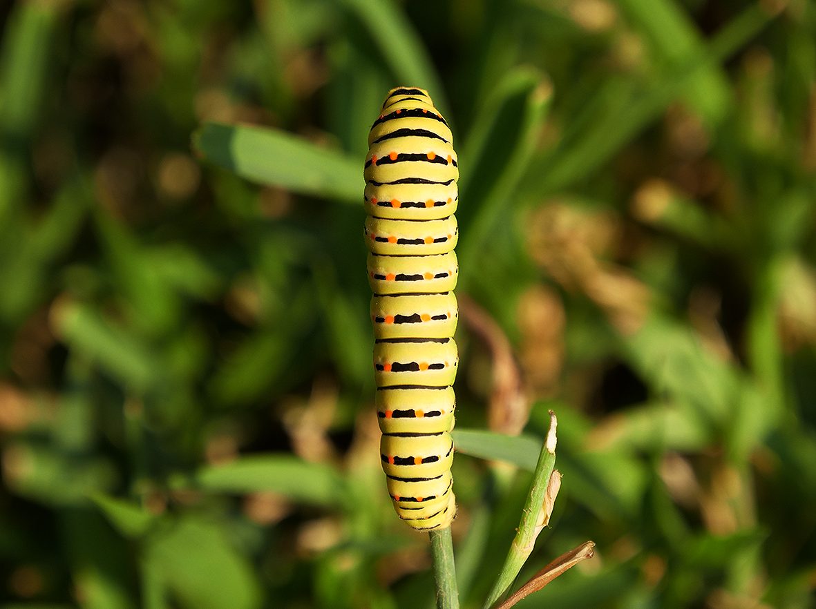 machaon