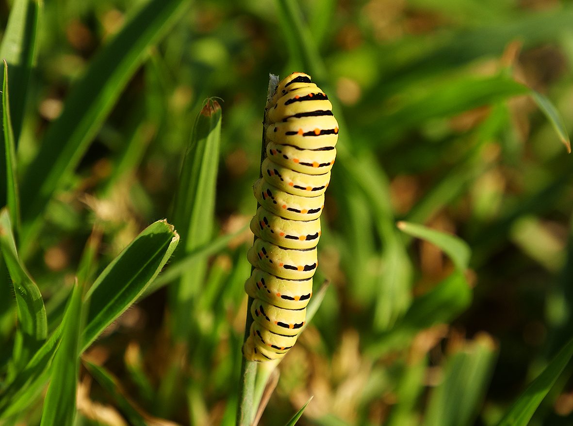 machaon