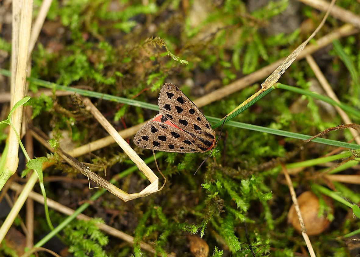 chelis-maculosa