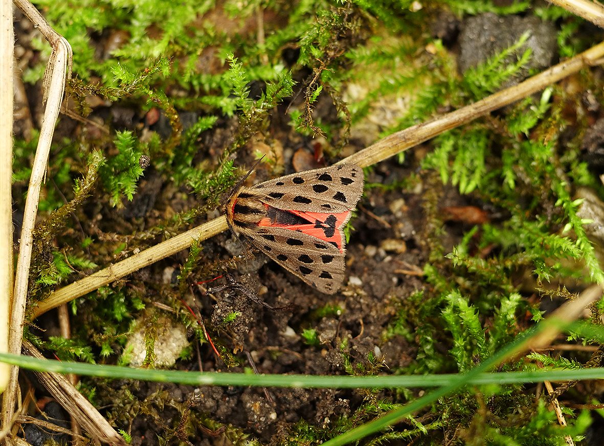 chelis-maculosa