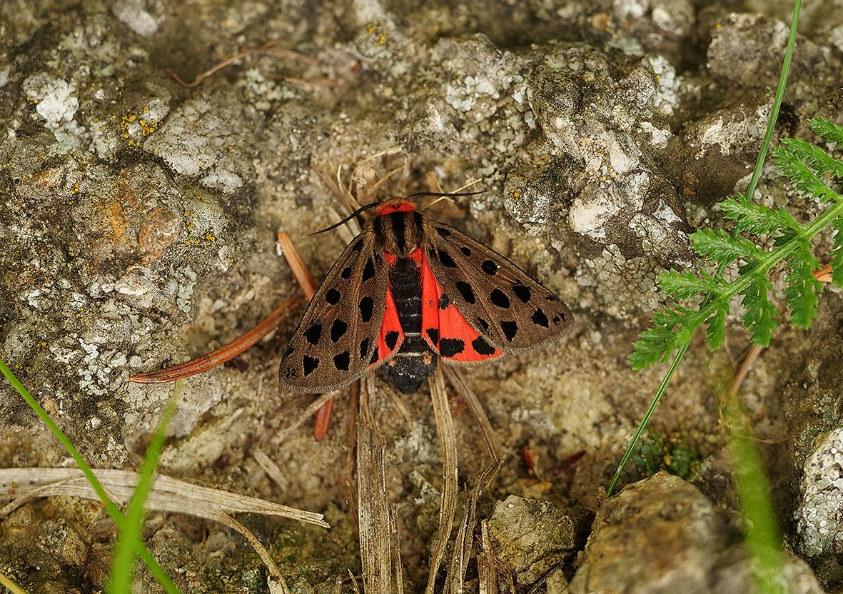 chelis-maculosa