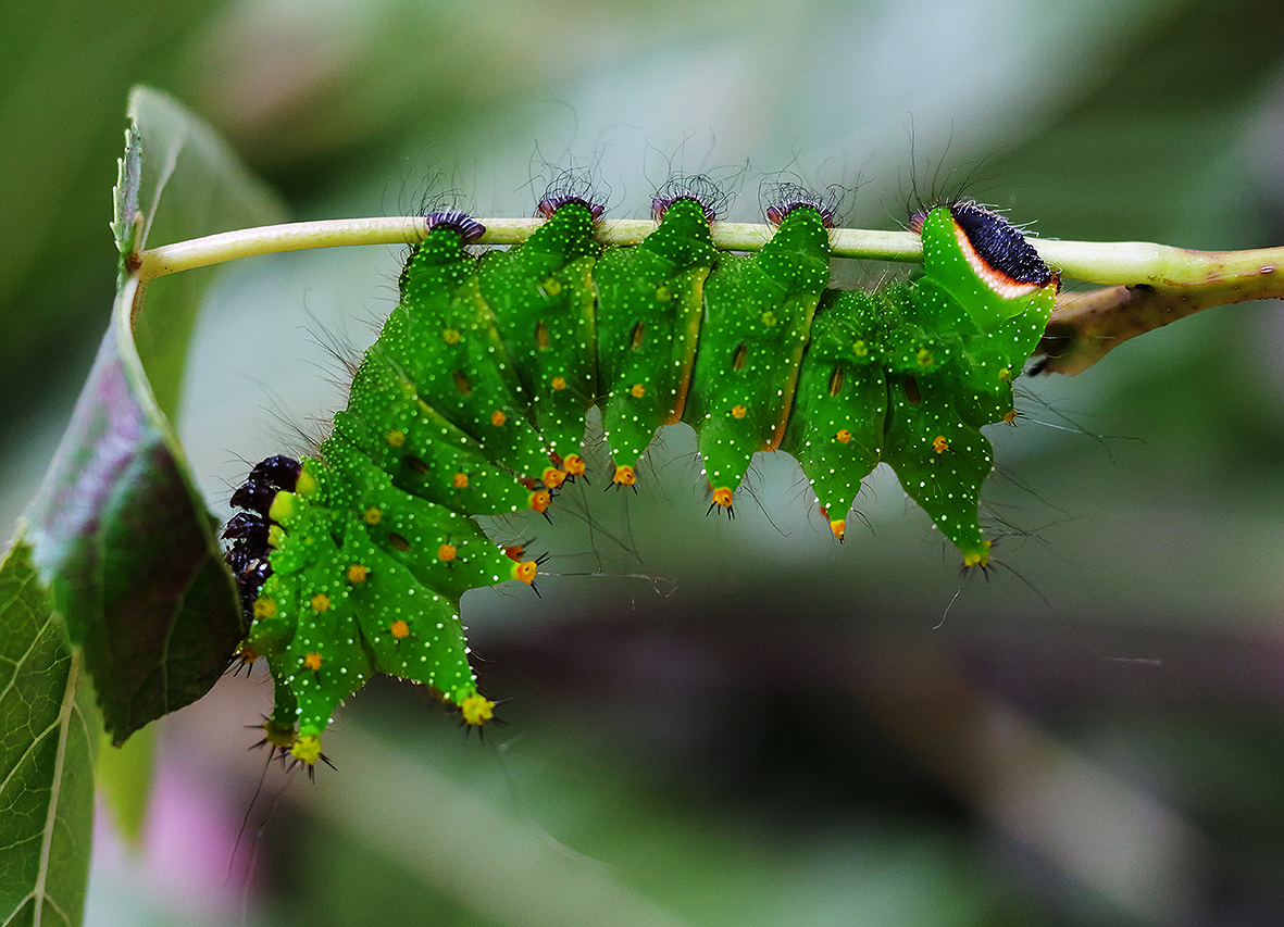 húsenica actias-maenas