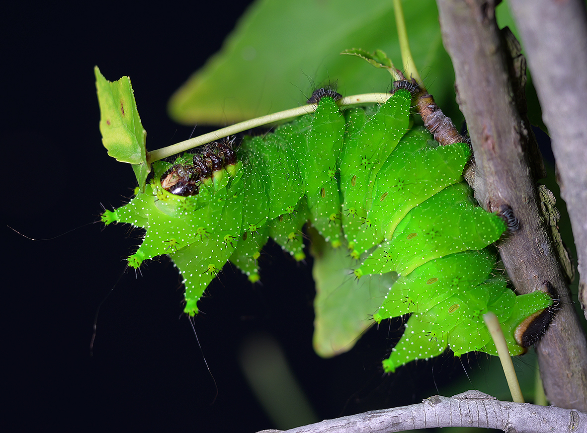 húsenica actias-maenas