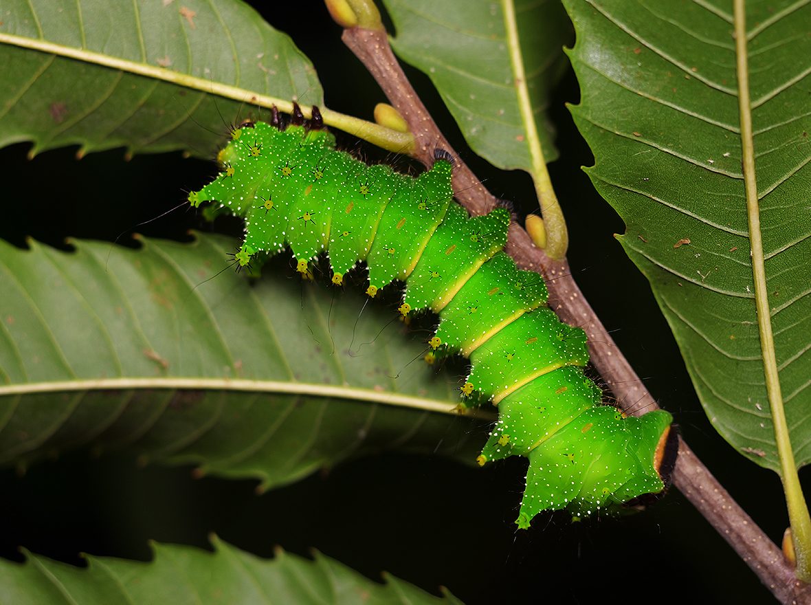 húsenica actias-maenas