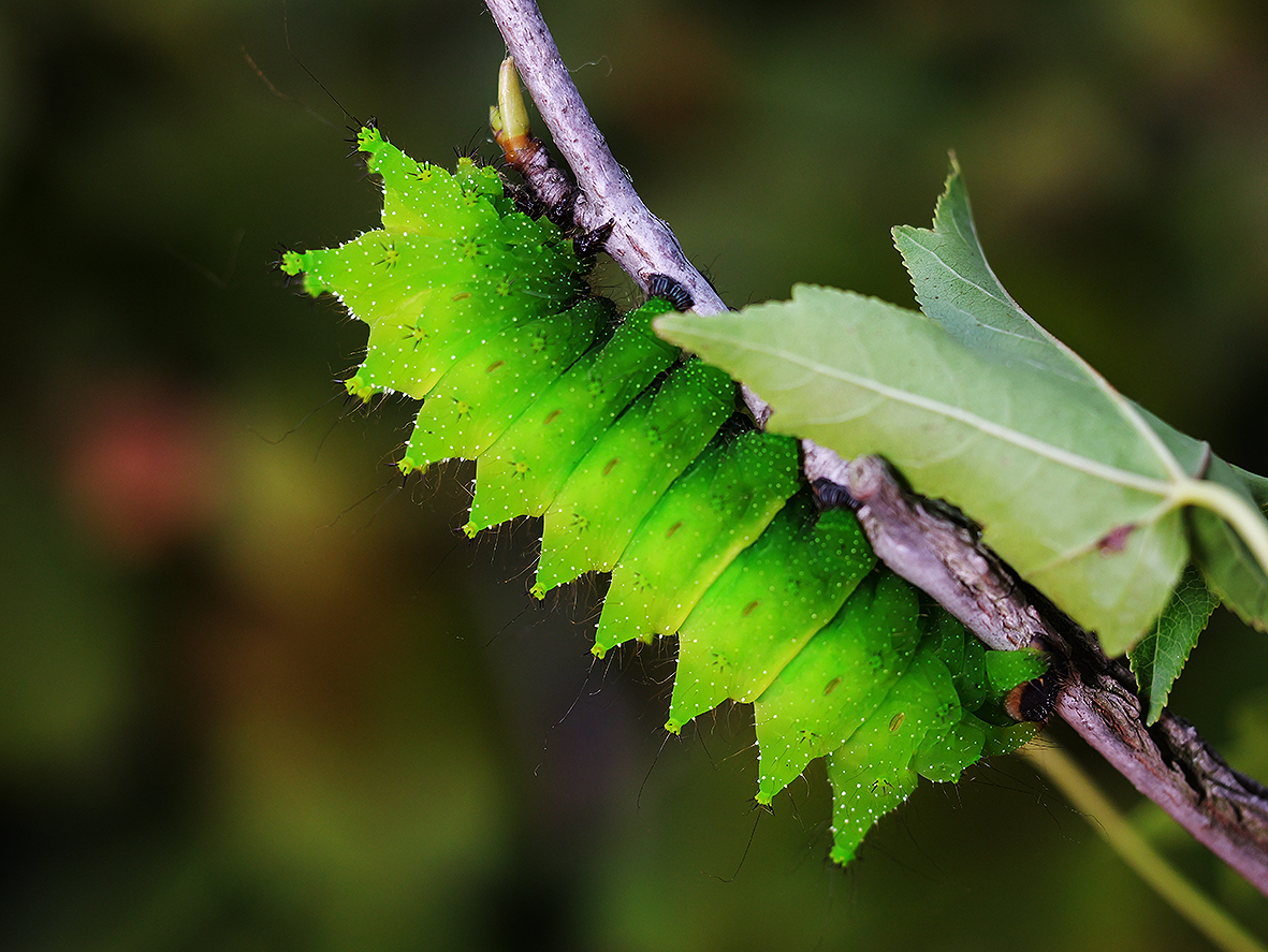 húsenica actias-maenas