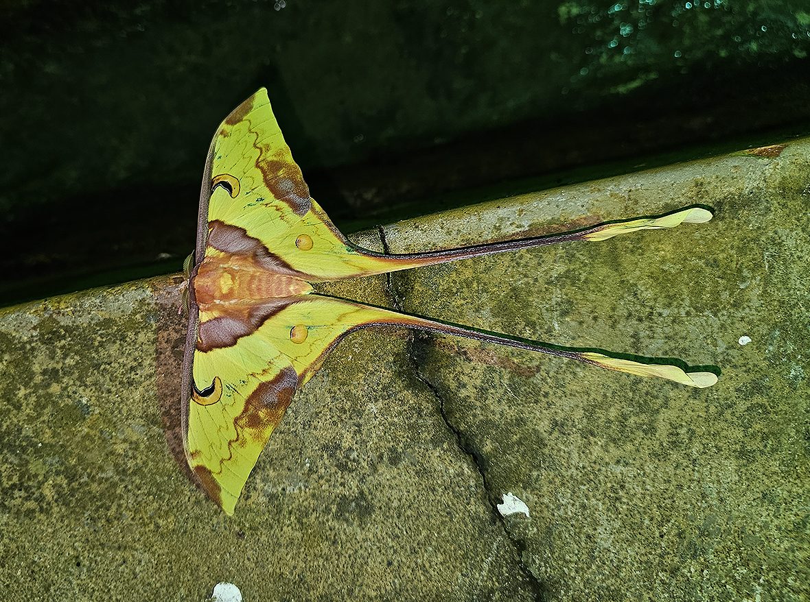 imago - samec actias-maenas