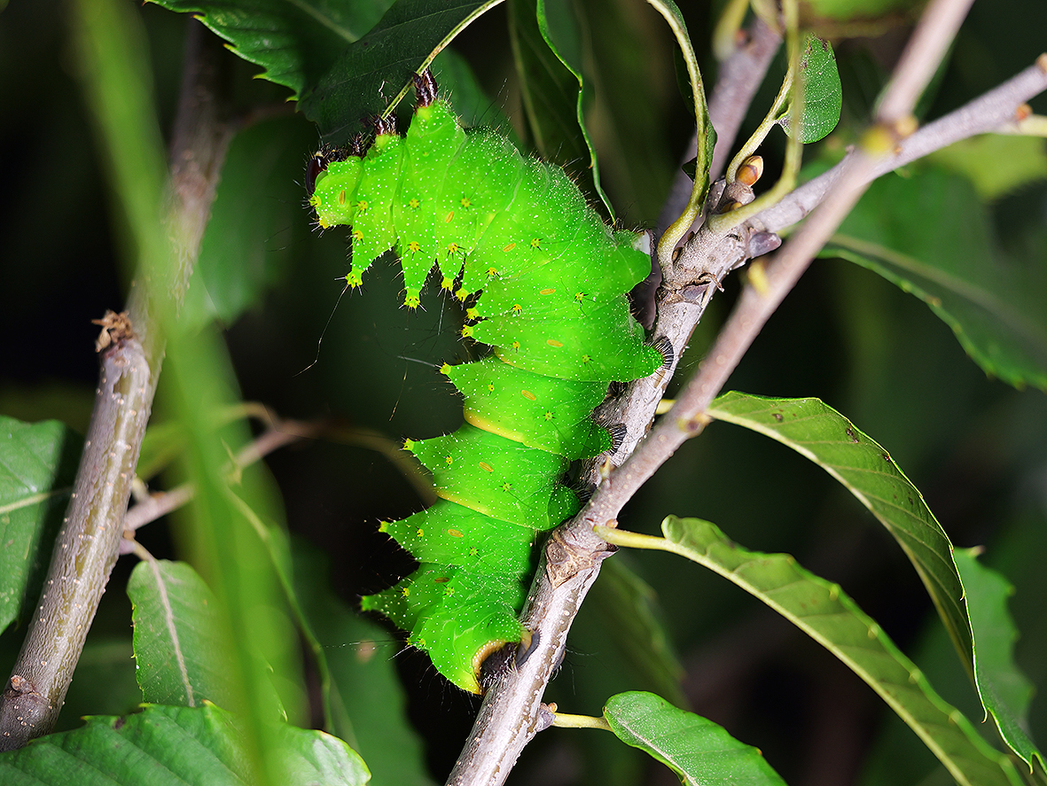 húsenica actias-maenas