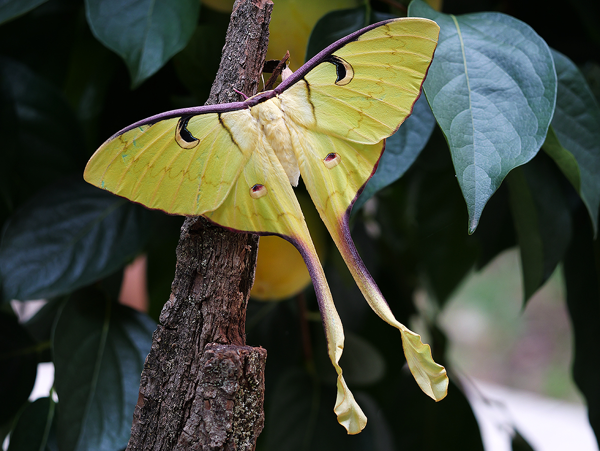 imago - samica actias-maenas
