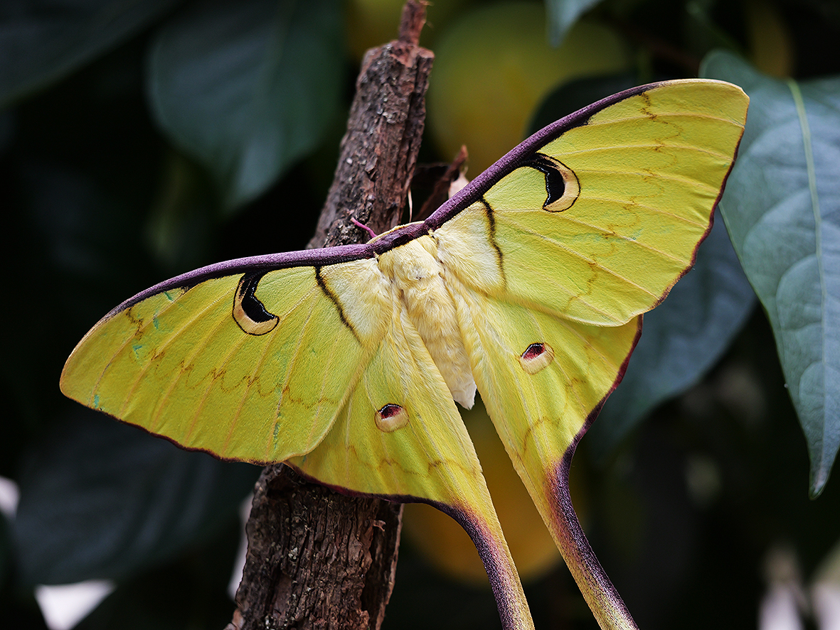 imago - samica actias-maenas