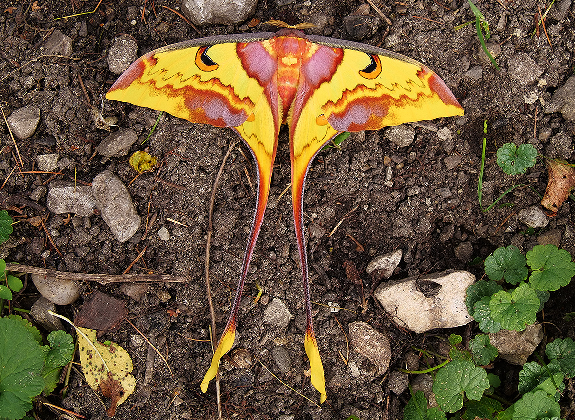 imago - samec actias-maenas