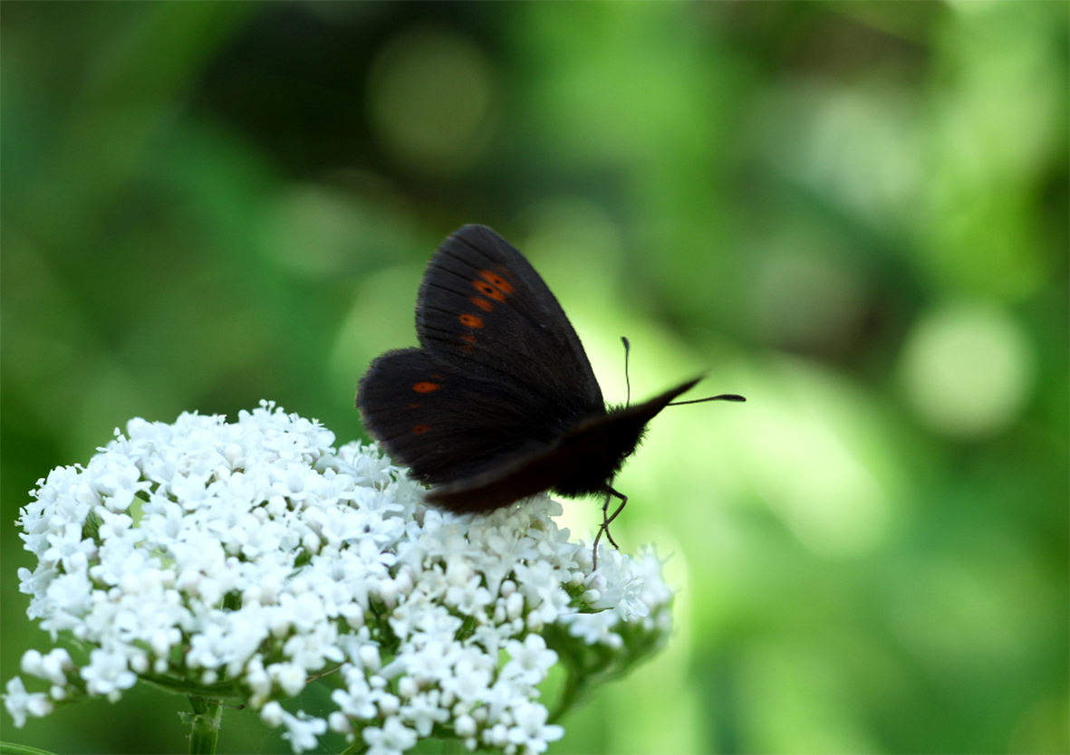 erebia-manto