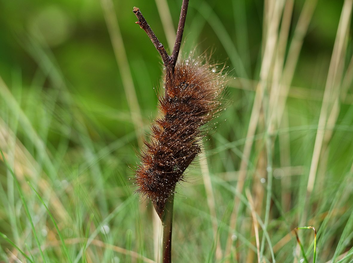 pericallia-matronula