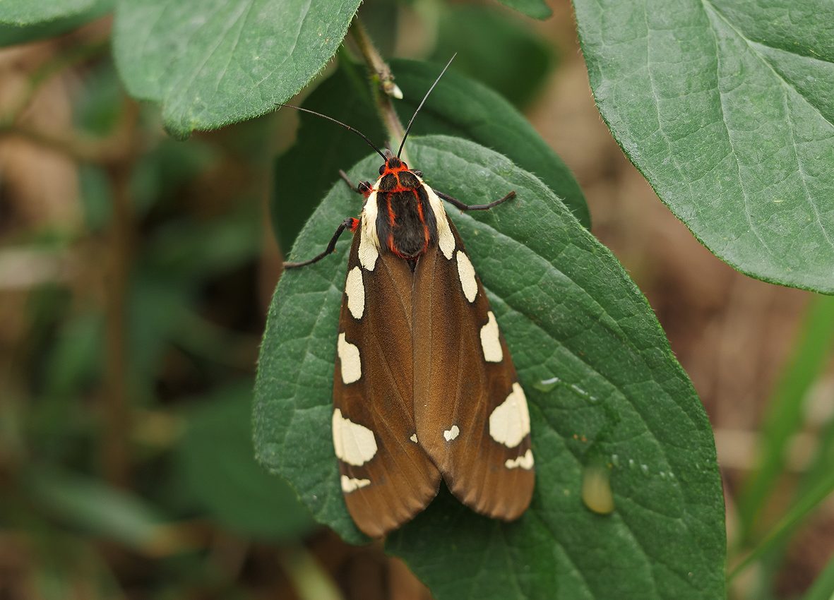 pericallia-matronula