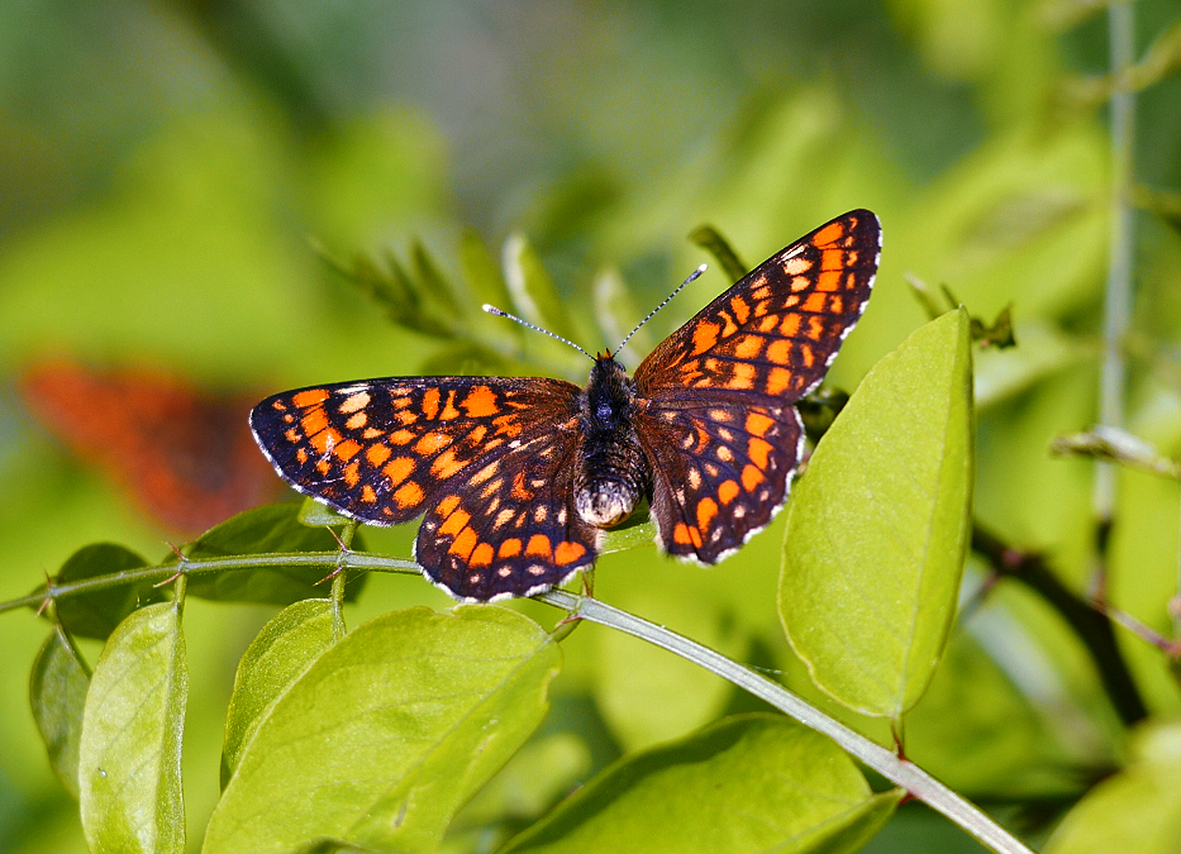 euphydryas-maturna