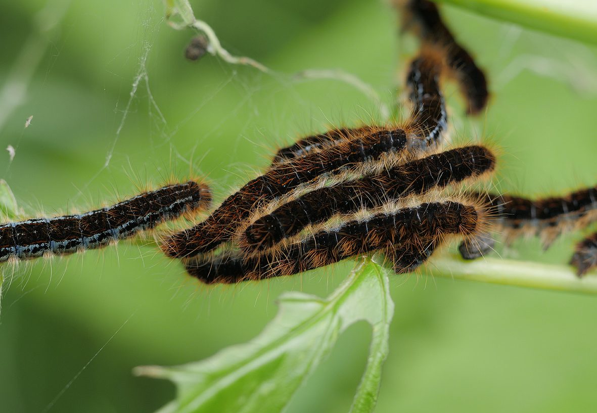 malacosoma-mixta