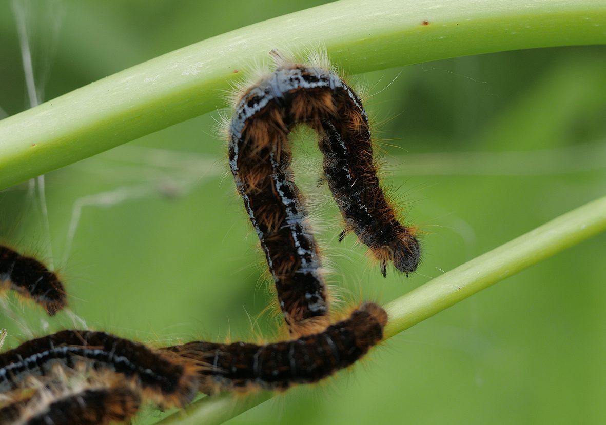 malacosoma-mixta