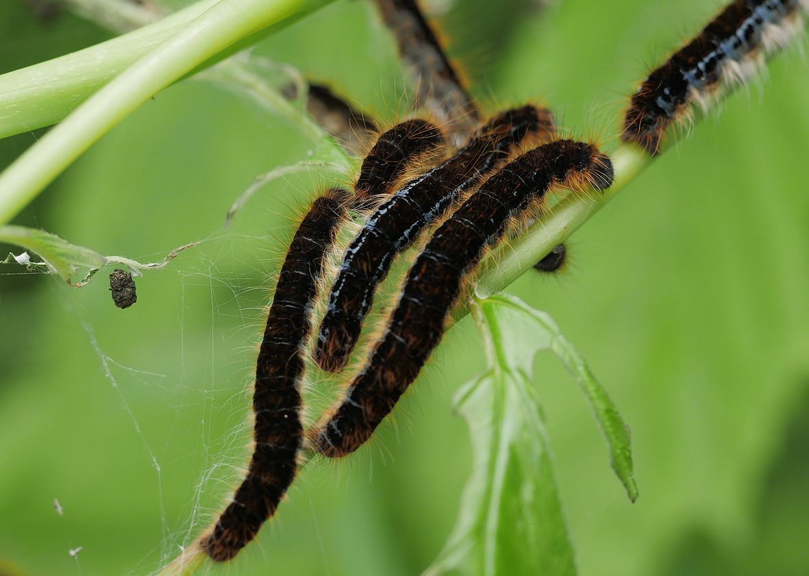 malacosoma-mixta