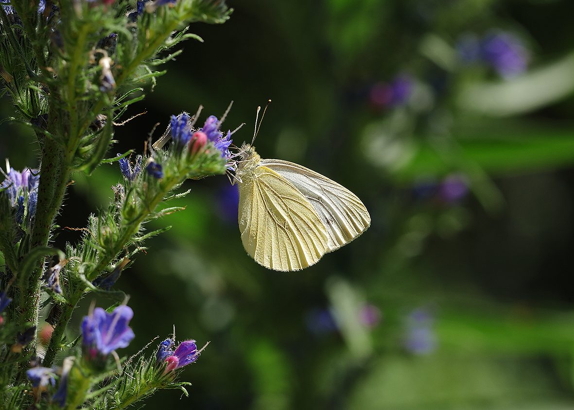 pieris-napi