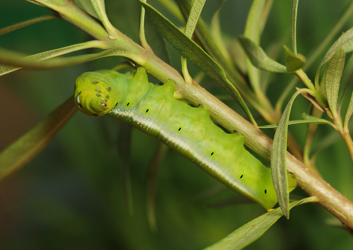 daphnis-nerii