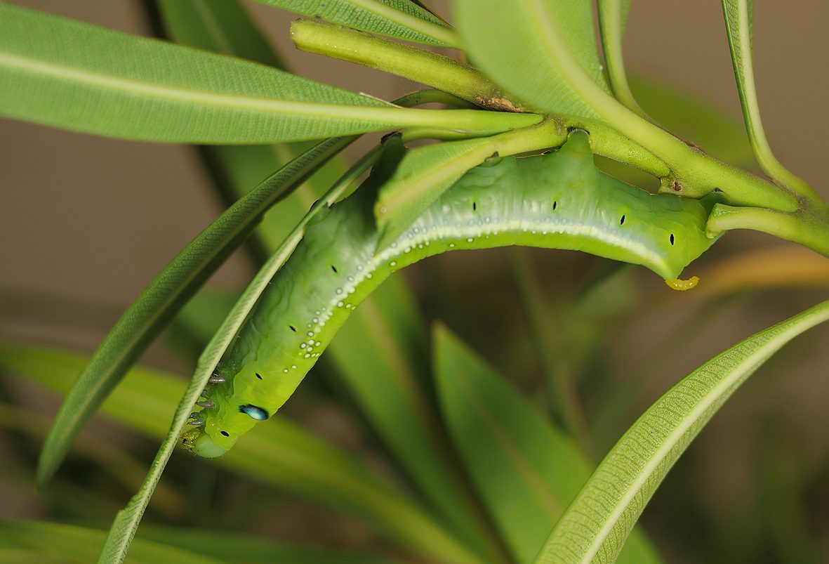 daphnis-nerii