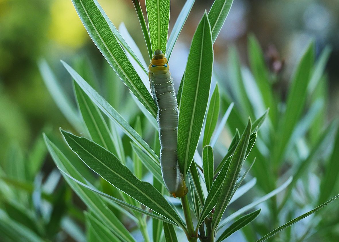 daphnis-nerii