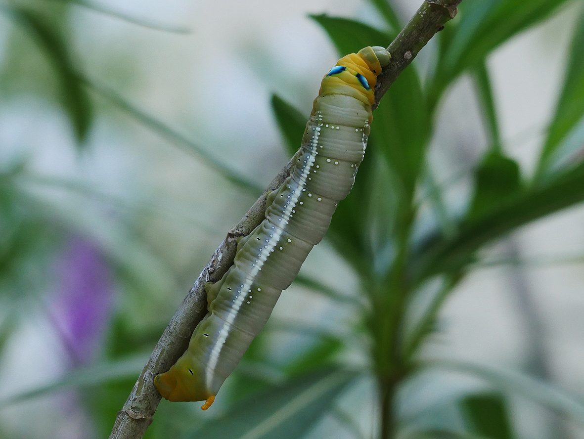 daphnis-nerii