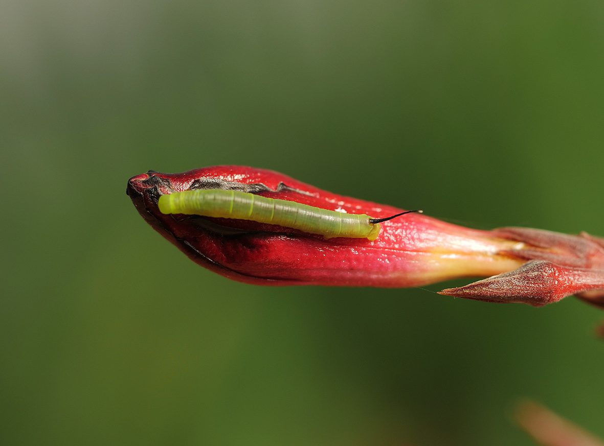 daphnis-nerii