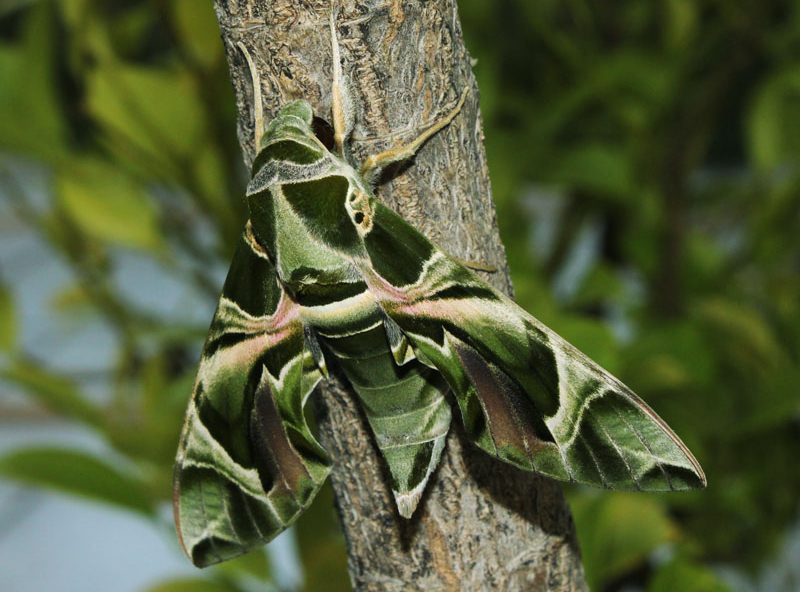 daphnis-nerii