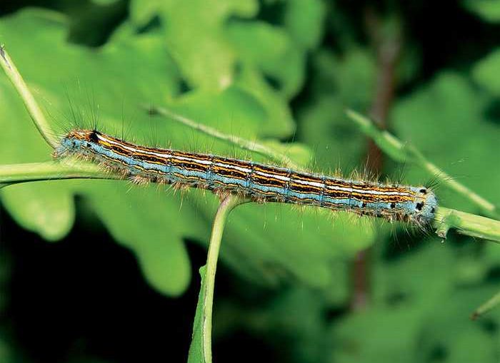 malacosoma-neustria