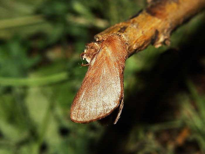 malacosoma-neustria