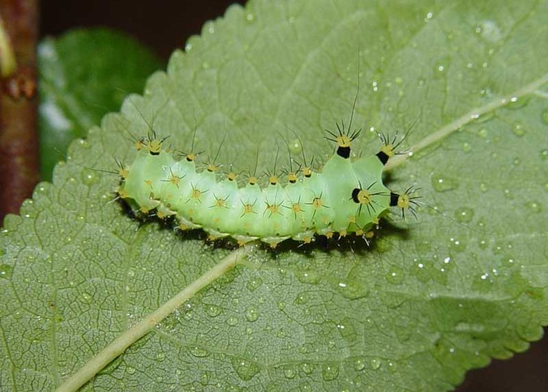actias-ningpoana