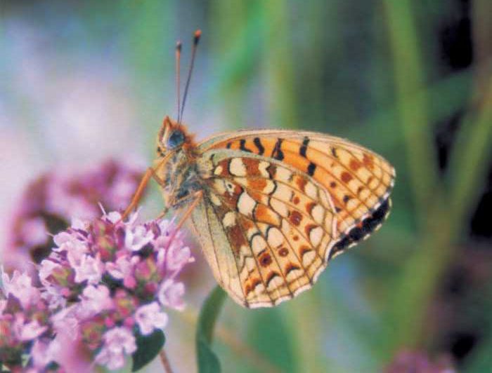 argynnis-niobe