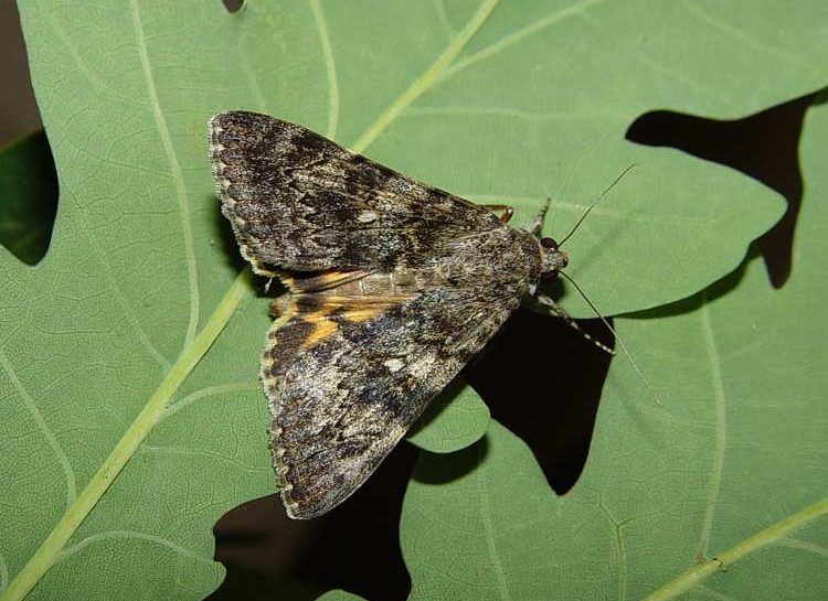 catocala-nymphaea