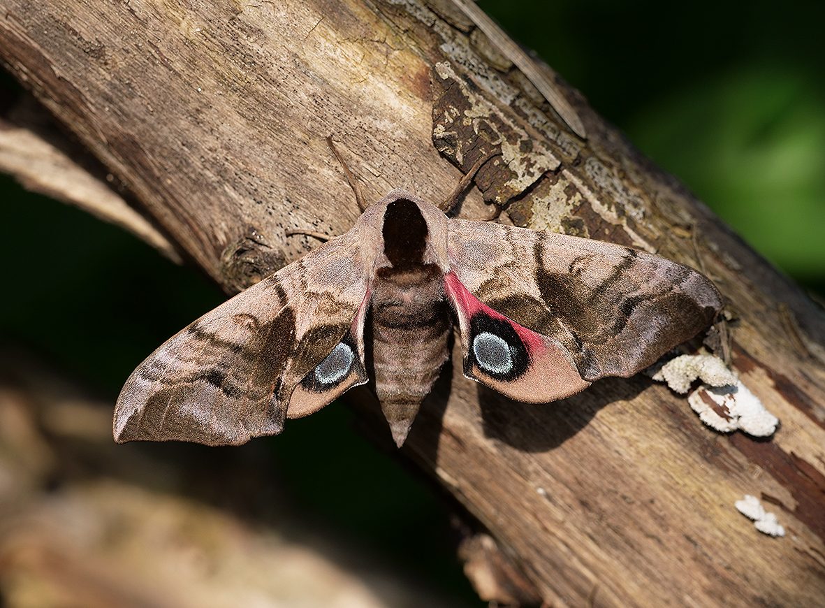 smerinthus-ocellata