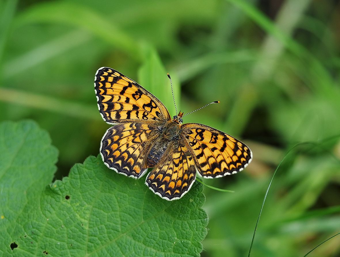 melitaea-ornata