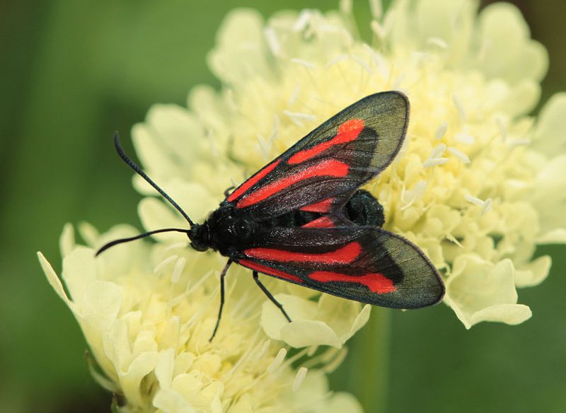 zygaena-osterodensis