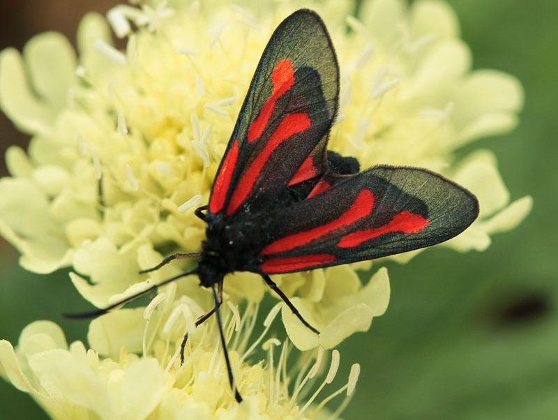 zygaena-osterodensis