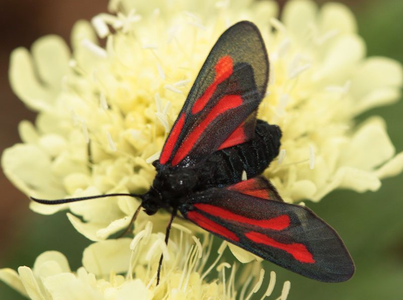 zygaena-osterodensis