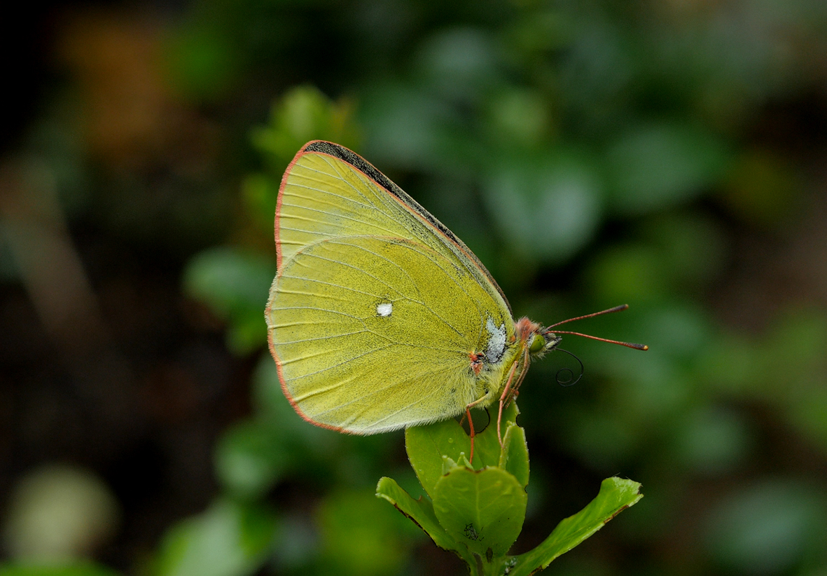 colias-palaeno