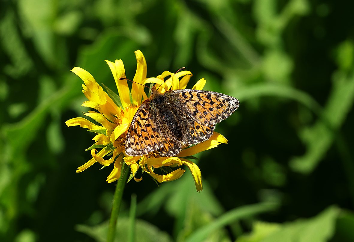 boloria-pales