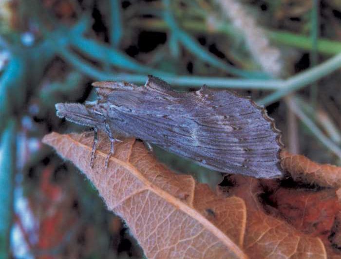 pterostoma-palpina