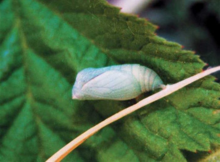 coenonympha-pamphilus