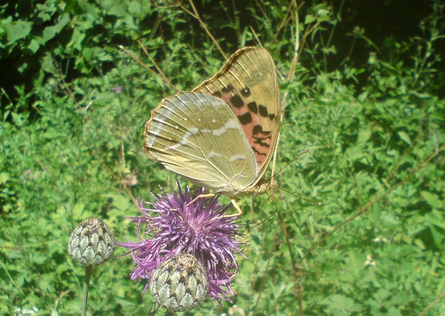 argynnis-pandora