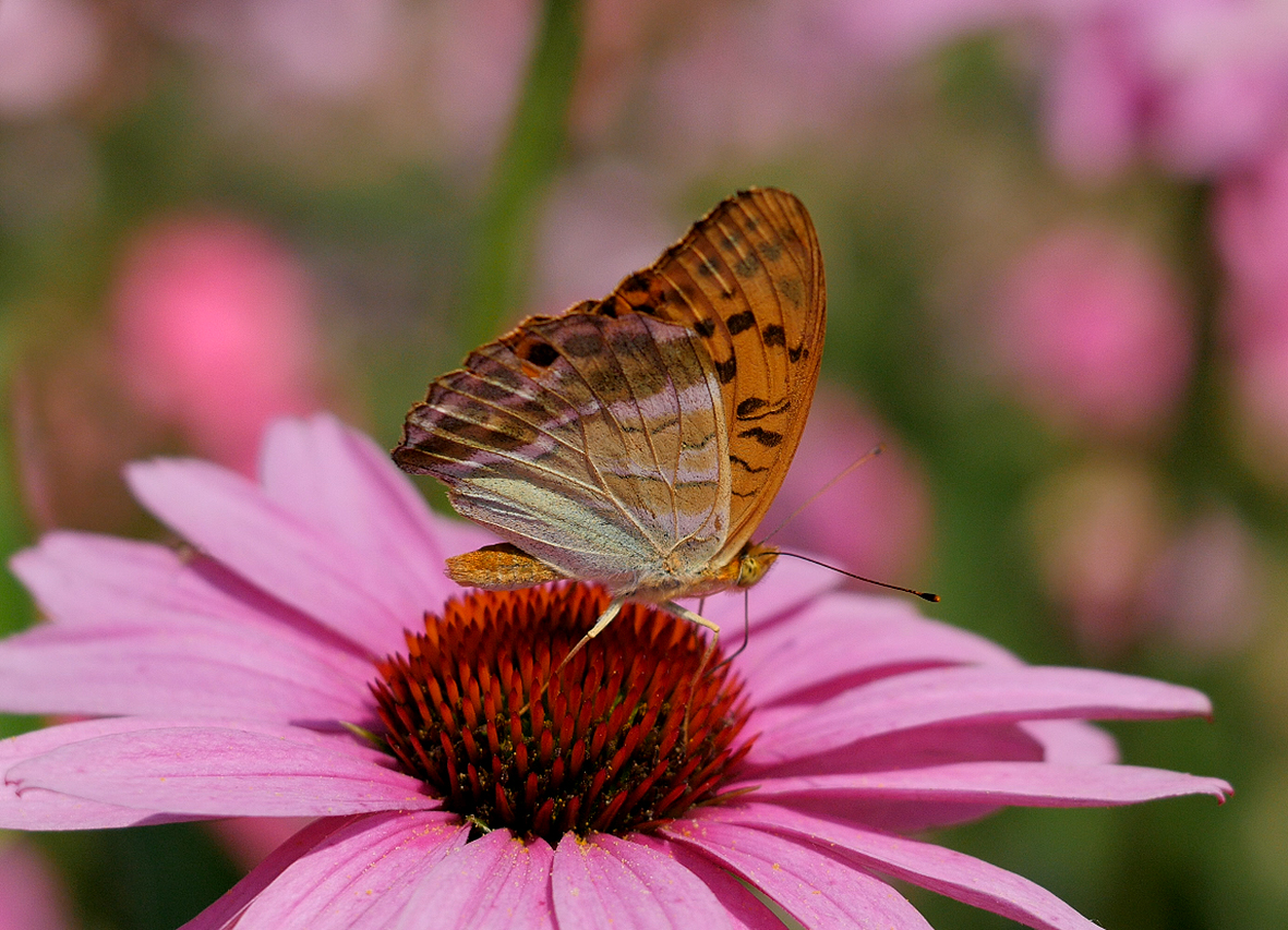 argynnis-paphia