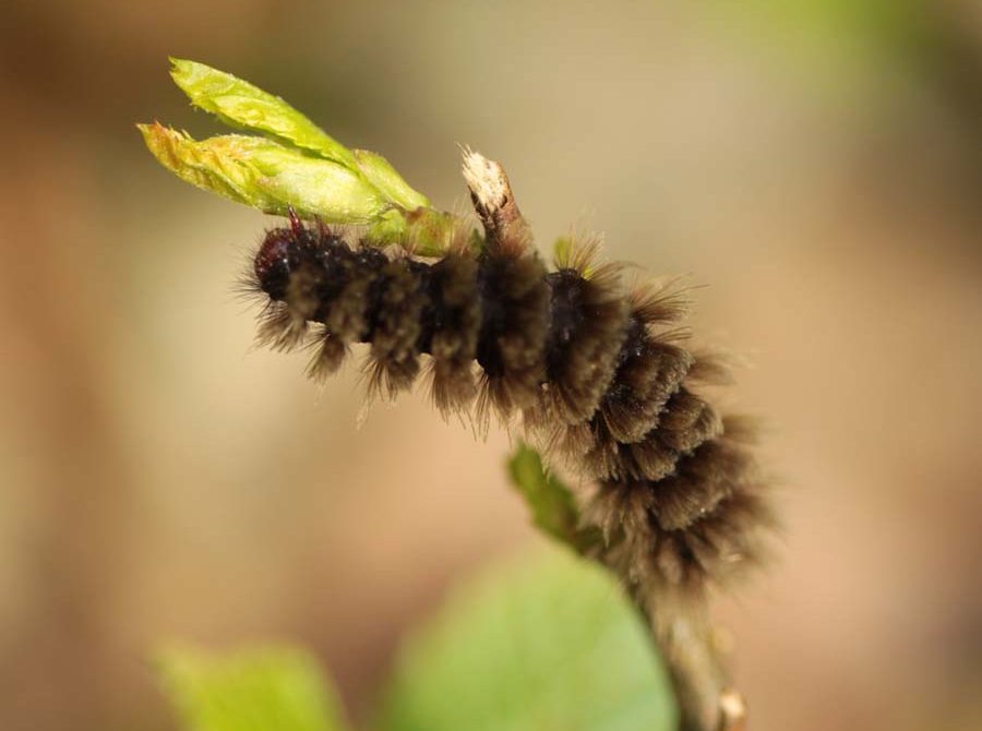 amata-phegea