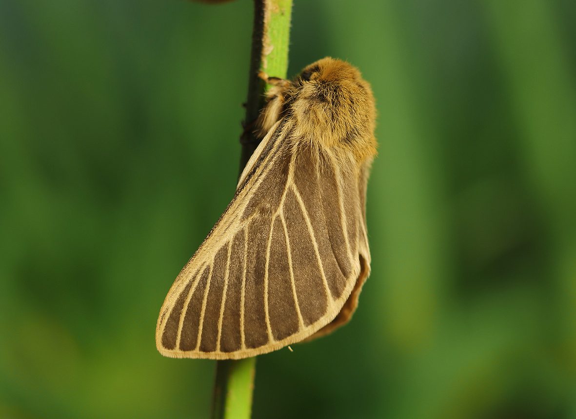 lemonia-philopalus